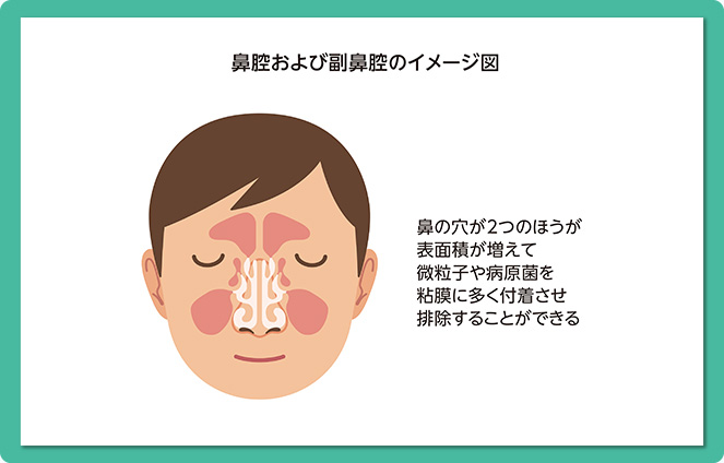 鼻腔内の表面積の違い