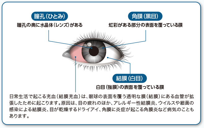 ヒトの目の構造と充血